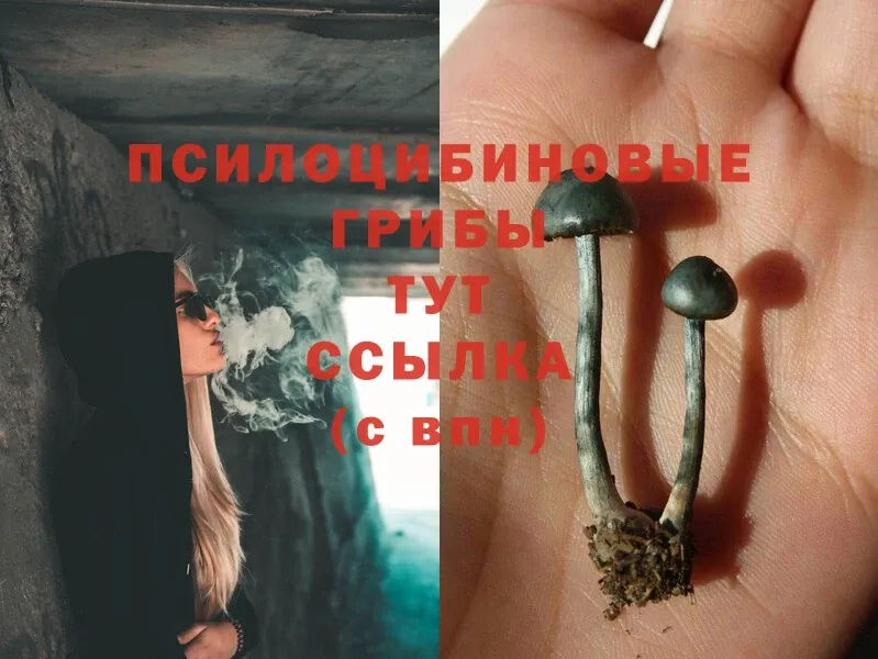 продажа наркотиков  Бор  Псилоцибиновые грибы Psilocybine cubensis 